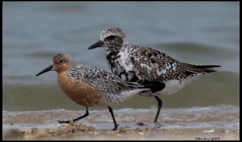 _7SB2413 red knot and black-bellied plover.jpg